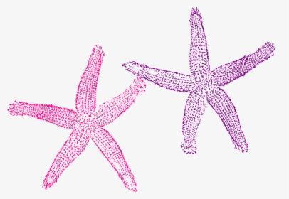 Starfish, Purple, Pink, Sea, Tropical, Beach, Creature - Starfish Clipart Blue, HD Png Download, Transparent PNG