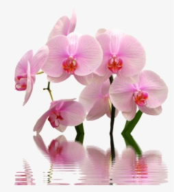 Flower,flowering Plant,moth Orchid,cut Of The Philippines,sweet - High Res Png Orchid, Transparent Png, Transparent PNG