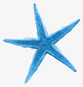 Transparent Starfish Vector Png - Starfish Transparent, Png Download, Transparent PNG