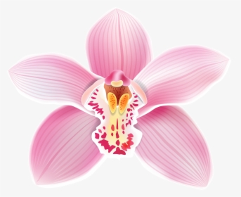 Pink Orchid Png Clipart - Orchid Clipart, Transparent Png, Transparent PNG