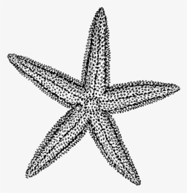 Sea Star Vector Freeuse - Starfish Clipart Black And White, HD Png Download, Transparent PNG