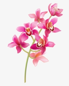 Stem Pink Orchids Png Clipart - Pink Orchids Png, Transparent Png, Transparent PNG