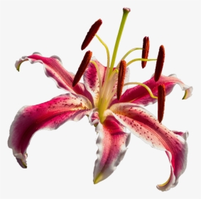 Open Orchid - Lirio Vermelho Png, Transparent Png, Transparent PNG