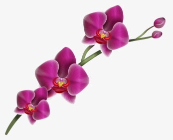 Purple Orchid Clipart Png Image - Purple Orchid Transparent Background, Png Download, Transparent PNG