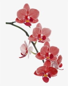 Flower Cypripedium Waling-waling Popular Orchids Orchid - Red Orchid Png, Transparent Png, Transparent PNG