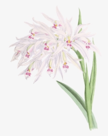 Orchids Drawing - Orchids, HD Png Download, Transparent PNG