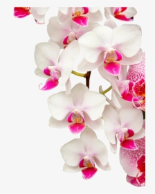 Transparent Orquidea Png - Orchids, Png Download, Transparent PNG