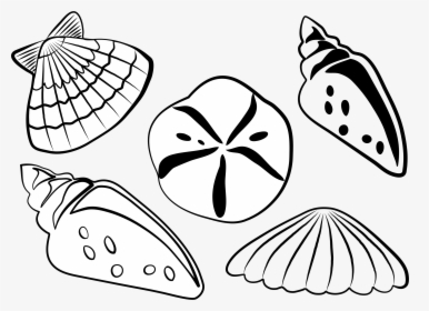 Sea Shells Clip Arts - White Seashell Clip Art, HD Png Download, Transparent PNG