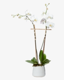 Orchid Planter Png, Transparent Png, Transparent PNG