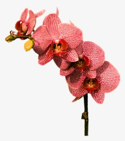 Transparent Orchids Png - Red Orchid Flowers Png, Png Download, Transparent PNG