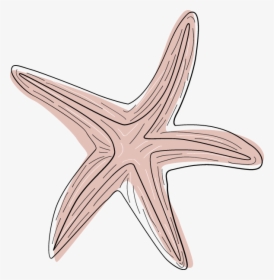 Transparent Pink Starfish Clipart - Starfish, HD Png Download, Transparent PNG