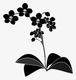 Plant,flora,leaf - Orchid Vector Png, Transparent Png, Transparent PNG
