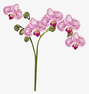 Moth-orchid - Watercolor Orchid Transparent Clipart, HD Png Download, Transparent PNG