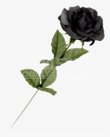 Black Rose Flowers Single, HD Png Download, Transparent PNG
