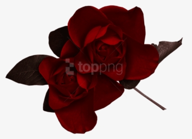 Dark Flowers Png - Dark Red Rose Png, Transparent Png, Transparent PNG