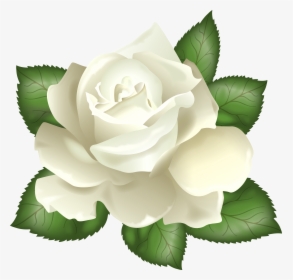 Transparent Background White Rose Clipart, HD Png Download, Transparent PNG