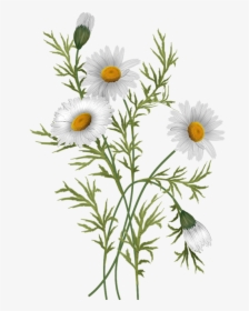 Flowers Daisies Pinterest - Daisy Flower Illustration Png, Transparent Png, Transparent PNG