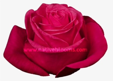 Hot Princess Roses - Floribunda, HD Png Download, Transparent PNG