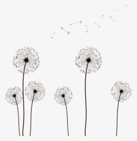 Png Dandelion, Transparent Png, Transparent PNG