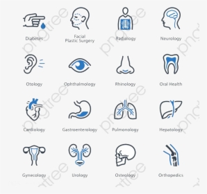 Transparent Human Body Clipart - Medical Specialties Icons, HD Png Download, Transparent PNG