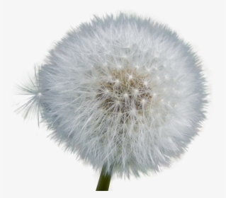 Dandelion, Isolated, Seeds, Close Up, Nature, Flower - Dandelion Photo No Background, HD Png Download, Transparent PNG