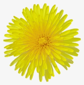 Dandelion Flower Transparent Image Flower - Yellow Dandelion Png Transparent, Png Download, Transparent PNG