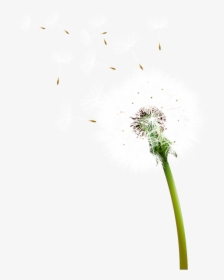 Transparent Dandelion Clipart Png - Семена Одуванчика Пнг, Png Download, Transparent PNG