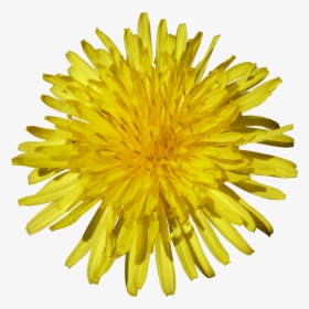 Dandelion Png - Sunflower Panagbenga Festival Flowers, Transparent Png, Transparent PNG