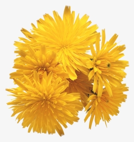 Dandelion Png Free Download - Ray Conniff Love Songs, Transparent Png, Transparent PNG