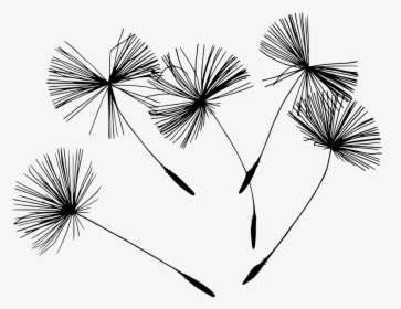 Dandelion, Blowball, Flowers, Nature, Plant, Blossom - Holistic Health Clip Art Black And White, HD Png Download, Transparent PNG