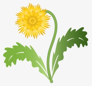Graphic, Dandelion, Flower, Weed, Plant, Summer, Meadow - Dandelion Graphic, HD Png Download, Transparent PNG