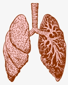 Lungs-37824 128034 - Fractales En El Cuerpo Humano, HD Png Download, Transparent PNG