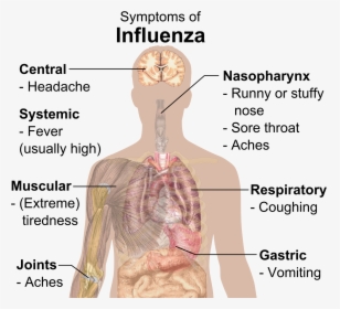 Symptoms Of Influenza, HD Png Download, Transparent PNG