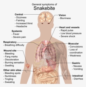 General Symptoms Of Snakebite, HD Png Download, Transparent PNG