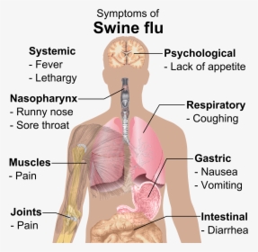 Symptoms Of Swine Flu - Swine Flu Symptoms, HD Png Download, Transparent PNG