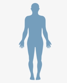Human Body Vector - Transparent Healthy Body Png, Png Download, Transparent PNG
