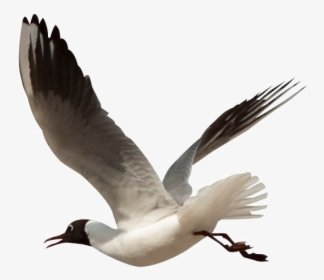 Ocean Birds Transparent Png - Giant's Causeway Flora And Fauna, Png Download, Transparent PNG