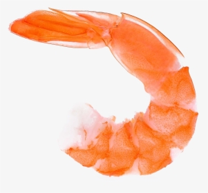 Shrimp Png, Transparent Png, Transparent PNG