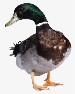 Green Duck - Duck Png, Transparent Png, Transparent PNG