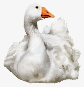Duck Png Transparent Image - Swimming Duck Png, Png Download, Transparent PNG