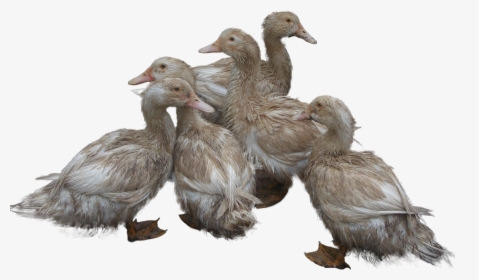 Ducks Png Image - Duck And Ducklings Png, Transparent Png, Transparent PNG