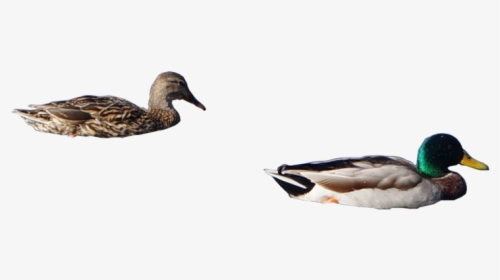 Ducks Png 3 » Png Image - Mallard Ducks Png, Transparent Png, Transparent PNG