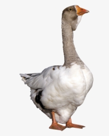 Duck Png Free Download - Grey Goose Duck, Transparent Png, Transparent PNG