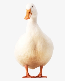 Free Download Of Duck Transparent Png File - Pekin Duck Png, Png Download, Transparent PNG