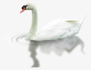 Swan, HD Png Download, Transparent PNG