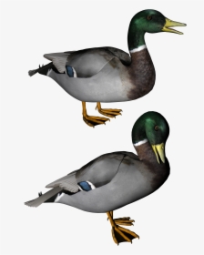 Mallard Duck Transparent Background, HD Png Download, Transparent PNG