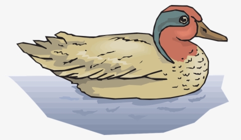 Duck - Mallard Ducks In Water Clipart, HD Png Download, Transparent PNG