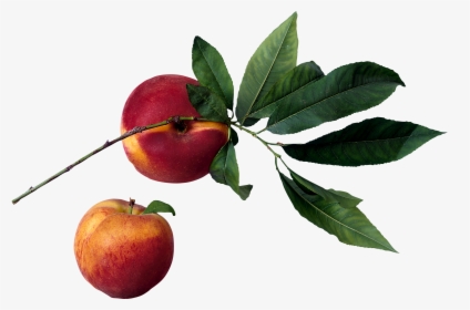 Peach In Tree Png, Transparent Png, Transparent PNG