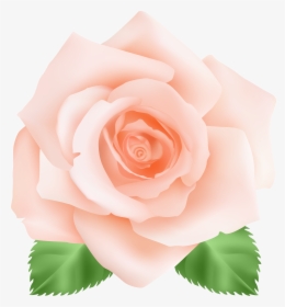 Peach Png, Transparent Png, Transparent PNG