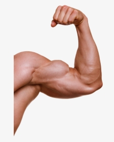 Muscle Arm Png - Muscle Arms Png, Transparent Png, Transparent PNG